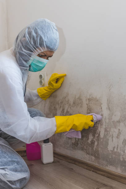 Best Post-Remediation Verification Testing  in Burns, TN